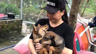 Đà Nẵng: Người phụ nữ bán nhà, cưu mang gần 100 chú chó, mèo bị bỏ rơi