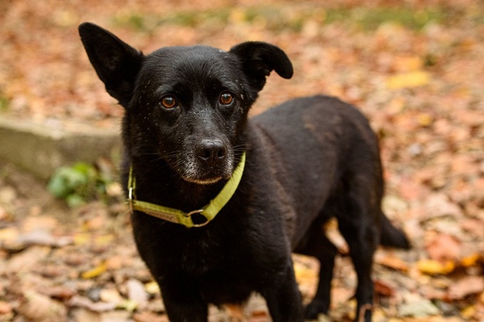 Chú chó mù đi 30 km tìm về với chủ cũ
