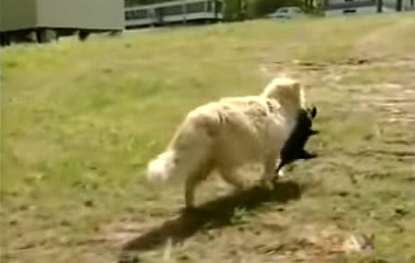 ĐAU BUỒN DO MẤT ĐÀN CON, MÈO MẸ "ĐÁNH CẮP" CHÓ CON VỀ CHĂM SÓC 