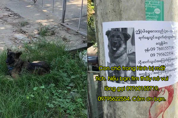 Boss đi lạc thấy chân dung ở tờ rơi giống mình nên ngồi chờ sen đón