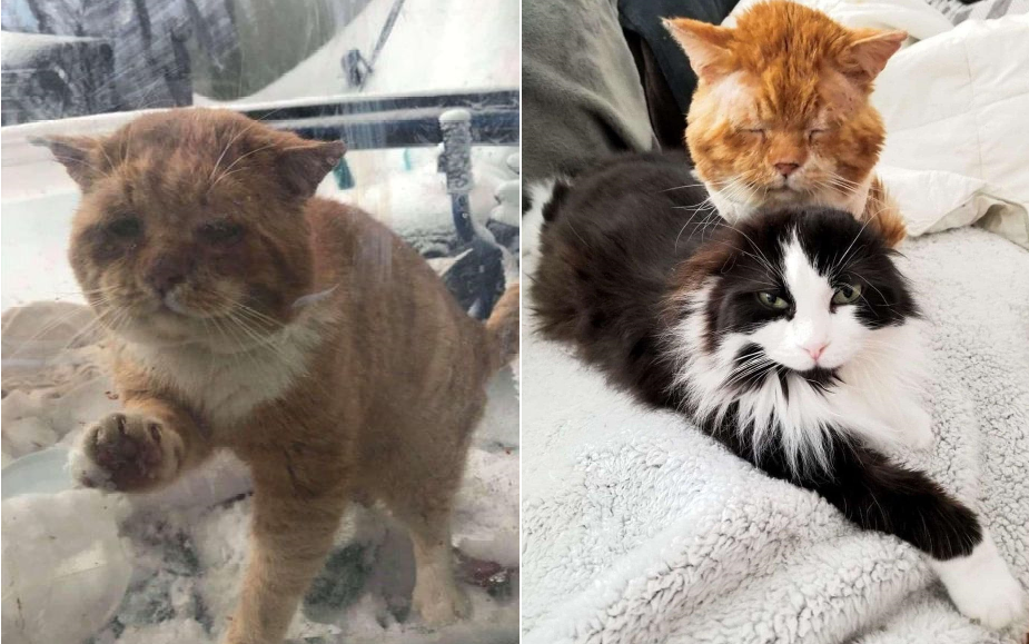 Chú mèo hoang liên tục gõ cửa kính và kêu khóc để van xin hooman cho vào nhà giữa thời tiết lạnh giá