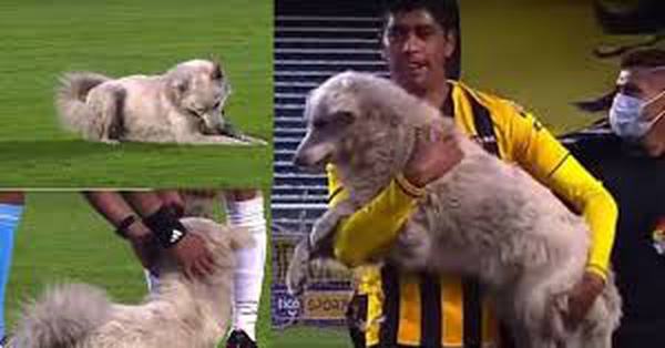 Trận bóng đá tạm dừng vì vị khách không mời "hồn nhiên như cô tiên", tưởng sẽ bị xử lý nào ngờ kết cục lại cực ấm lòng