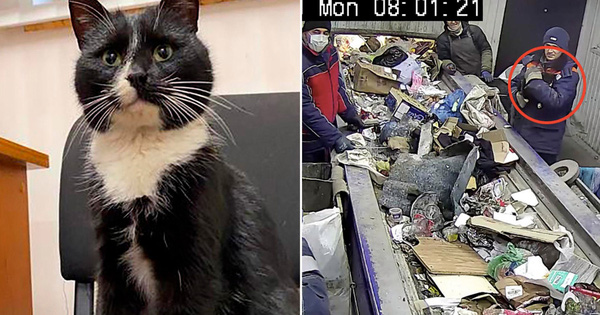 Mém bị giết bởi máy nghiền rác, chú mèo hoang trở thành Thứ trưởng Môi trường trong đúng một nốt nhạc