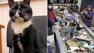 Mém bị giết bởi máy nghiền rác, chú mèo hoang trở thành Thứ trưởng Môi trường trong đúng một nốt nhạc