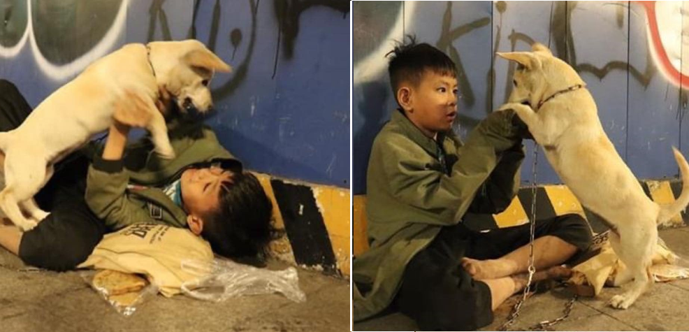 Cậu bé ôm cún cưng co ro giữa đêm giao thừa trên phố Nguyễn Huệ:”em ước có một mái nhà che nắng mưa