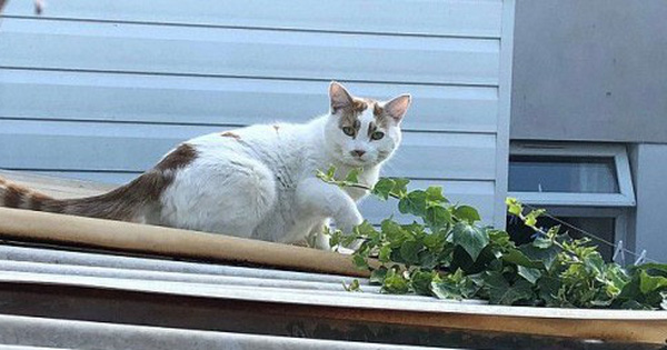 Siêu trộm mèo chuyên lấy... đồ lót từ nhà hàng xóm về tặng chủ