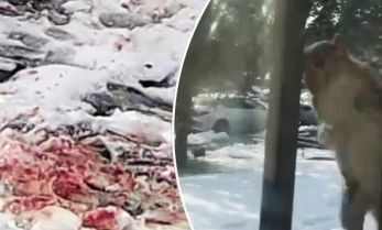 [Chuyện kinh dị có thật] Khung cảnh bầy sóc điên cuồng tấn công con người tại Mỹ trông không khác gì phim kinh dị