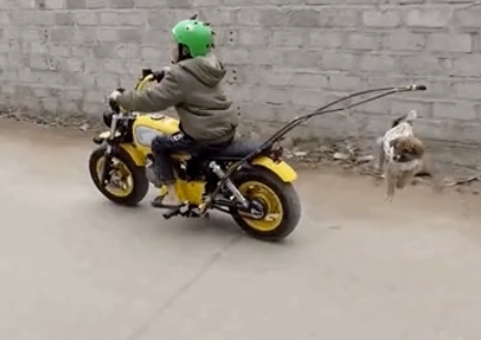 Phẫn nộ cách anh em Tam Mao đối xử với cún con: Hăm dọa, treo lên xe