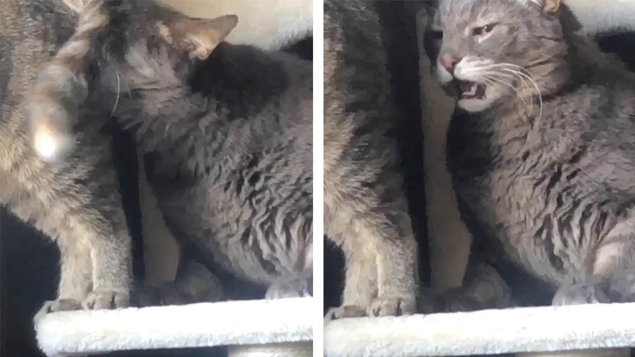 Khoa học Lý giải vì sao lũ mèo lại ngửi mông nhau 