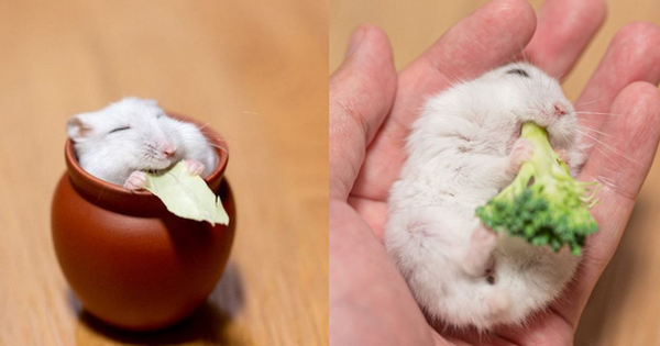 Chú chuột hamster đáng yêu nhất MXH Việt hôm nay: "Quốc tịch" Nhật Bản, đáng yêu hết phần thiên hạ với những kiểu tạo dáng độc đáo hết nấc