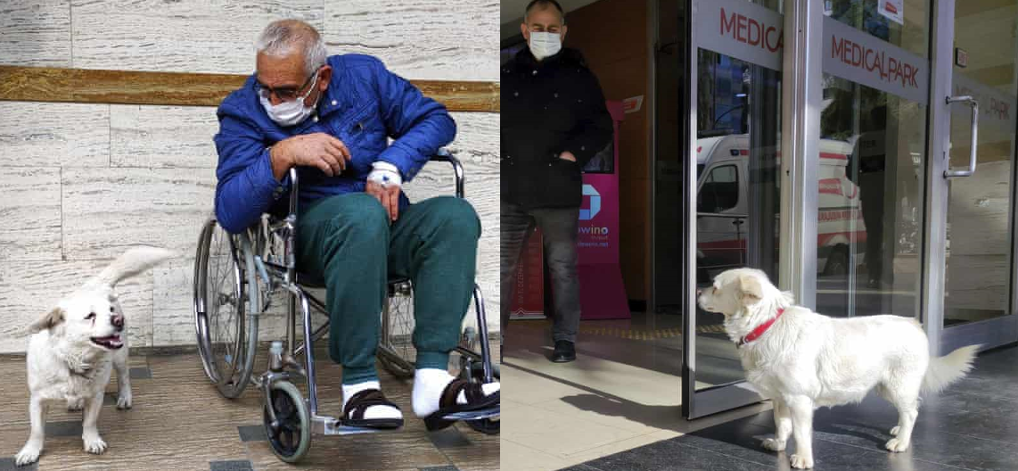 Cảm động con chó đợi chủ ngoài cửa bệnh viện suốt nhiều ngày