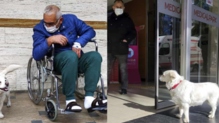 Cảm động con chó đợi chủ ngoài cửa bệnh viện suốt nhiều ngày