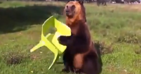 Hai du khách Nga đấm ngất gấu trong công viên Quốc gia vì tưởng là bảo vệ đi soát vé