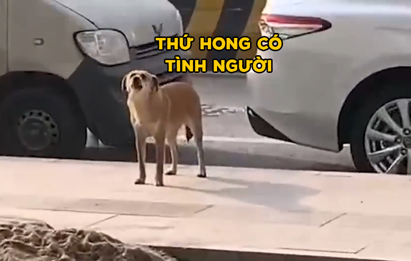 Chú chó bị triệt sản ôm hận sủa trước cửa phòng khám thú y suốt 3 tháng