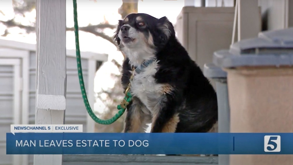 Góc “rich dog”: Chú chó được thừa kế 115 tỷ đồng khi chủ nhân qua đời