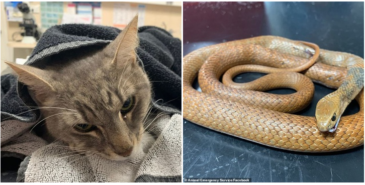 Mèo cắn chết rắn độc để cứu 2 em nhỏ