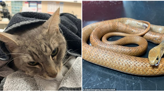 Mèo cắn chết rắn độc để cứu 2 em nhỏ
