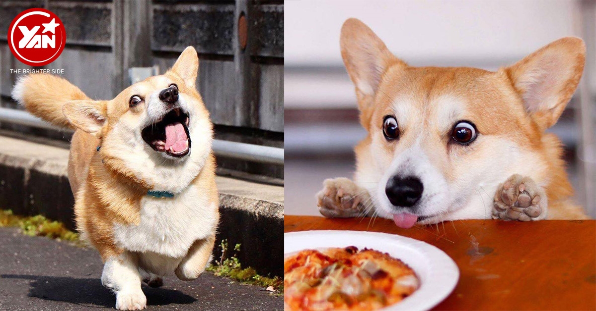 Thánh biểu cảm Corgi nổi tiếng mạng xã hội qua đời