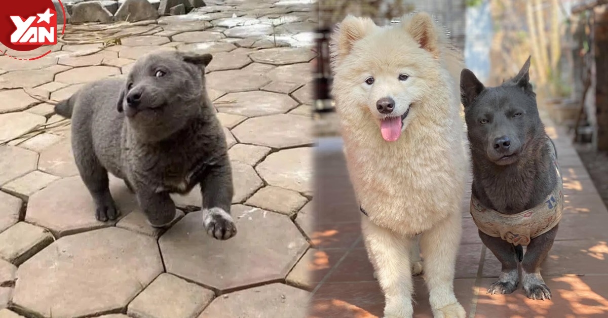 Cư dân mạng khoe ảnh cún cưng "ngày ấy - bây giờ" đầy cảm xúc, khiến chúng ta nhận ra thời gian trôi đi quá nhanh