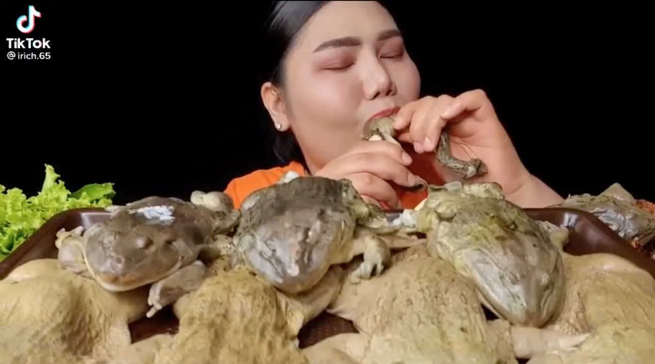 Streamer Mukbang ăn cả ếch luộc trên stream, khiến cộng đồng mạng buồn nôn