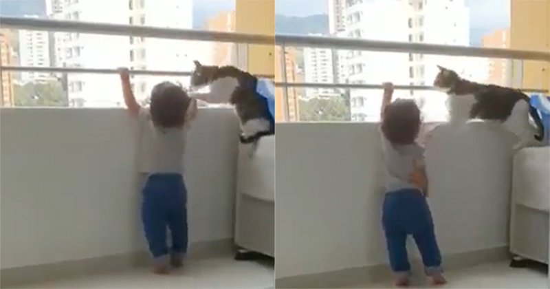 Clip: Chú mèo ngăn cháu bé trèo ra ban công chung cư cao tầng