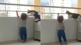 Clip: Chú mèo ngăn cháu bé trèo ra ban công chung cư cao tầng