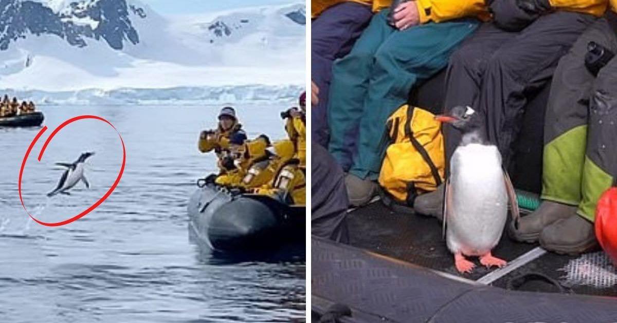 CHIM CÁNH CỤT QUÁ GIANG THUYỀN CỦA HOOMAN ĐỂ TRỐN CÁ VOI SÁT THỦ