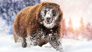 "Cocaine Bear": Chuyện về chú gấu đen đủi ăn hết hơn 30 cân ma túy, những gì xảy ra sau đó đã đi vào huyền thoại