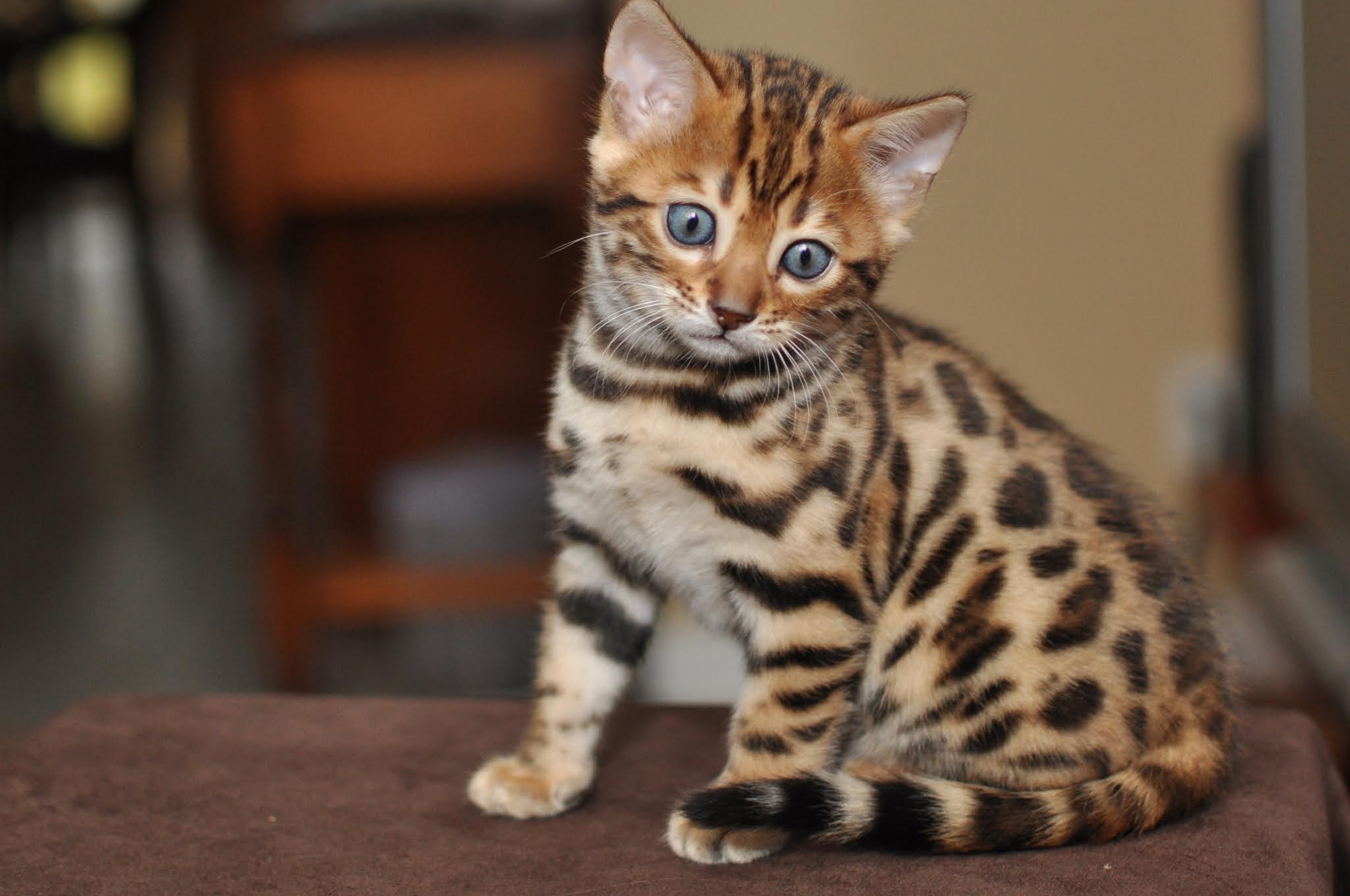 Top 20 thú nuôi đắt đỏ nhất trên thế giới (P1)