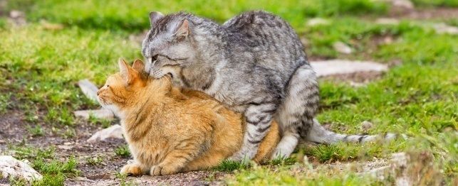 Bí mật thú vị đằng sau chuyện giao phối của loài mèo