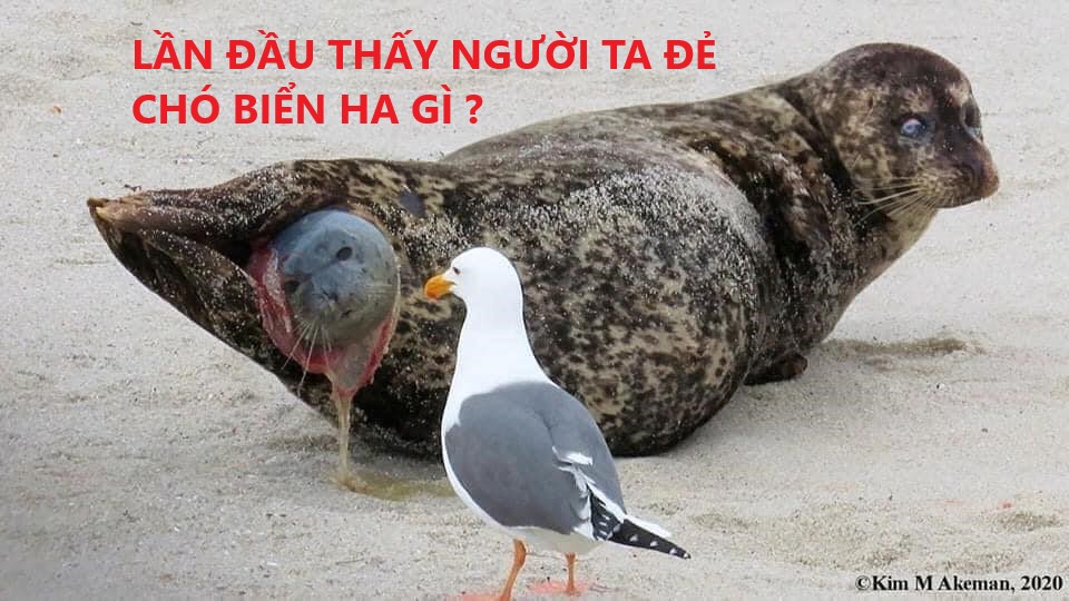 Hải Cẩu đang sinh liền được bà đẻ Hải Âu tận tình quan sát và theo dõi 