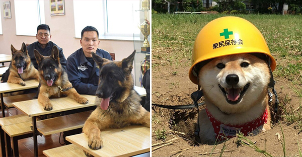 Tổng hợp 15 hình ảnh cực dễ thương của các chú cún đang trong giờ làm việc giúp bạn thư giản cả ngày