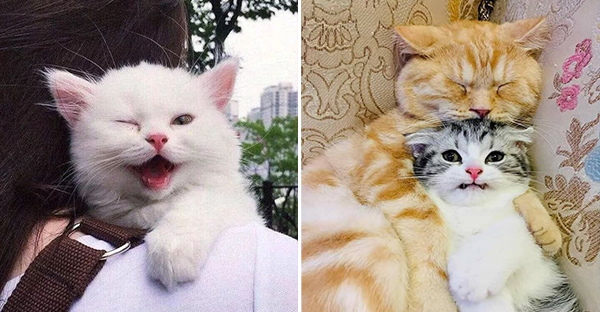 Tổng hợp hình ảnh hoàng thượng đầy tình yêu thương giúp bạn có 1 ngày vui vẻ sảng khoái