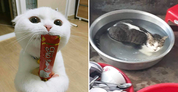 21 con mèo tinh nghịch quậy hết chỗ nói khiến cho con sen phải bật cười thích thú