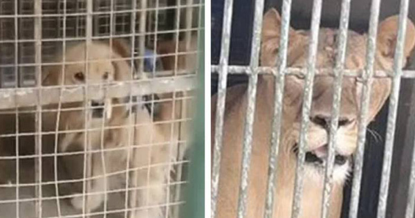 Sở thú lùa chó vàng vào chuồng rồi quảng cáo đấy là sư tử Châu Phi để thu tiền khách