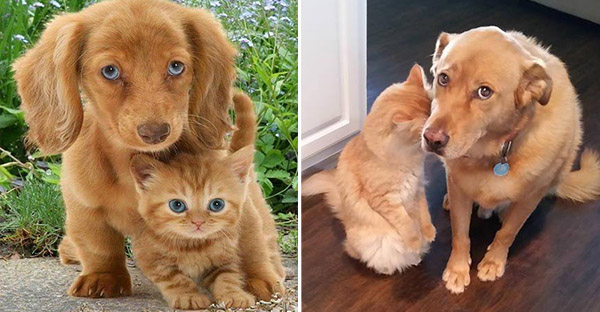 22 hình ảnh chứng tỏ tình bạn chó và mèo là điều có thể xảy ra và nó khiến bạn cảm thấy ấm áp 