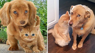 22 hình ảnh chứng tỏ tình bạn chó và mèo là điều có thể xảy ra và nó khiến bạn cảm thấy ấm áp 
