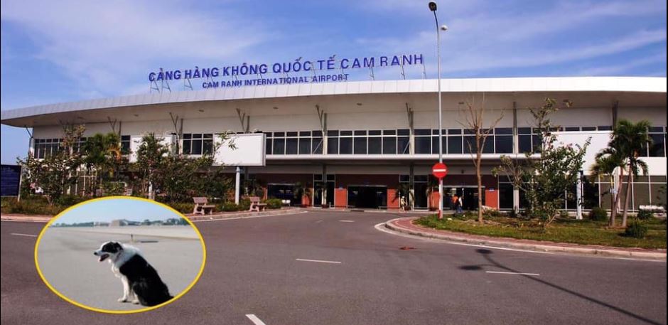 Máy bay phải bay vòng 20 phút trên trời để chờ... đuổi chó