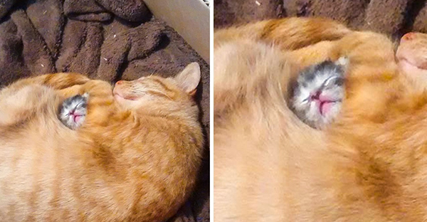 20 hình ảnh đáng yêu của chó mèo giúp bạn nạp đầy năng lượng tích cực cho ngày mới 