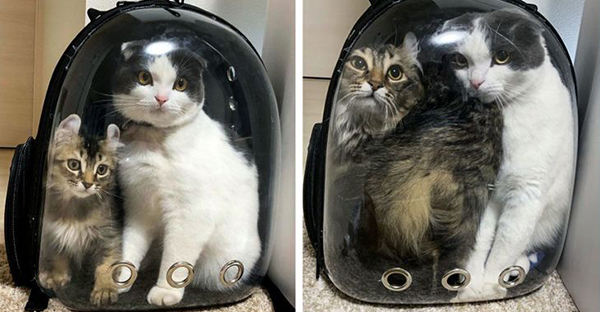 19 hình ảnh cực đáng yêu của các hoàng thượng lúc nhỏ và lúc lớn khiến bạn bất giác mỉm cười hạnh phúc