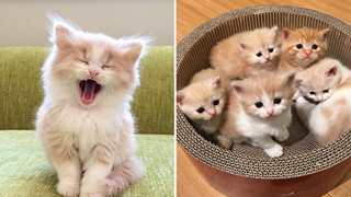 20 Bức ảnh tinh nghịch đáng yêu của các bé Mèo con được sen chụp lại bất ngờ mỗi ngày