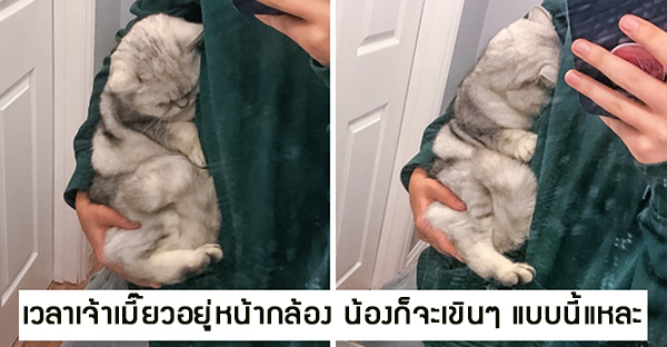 15 hình ảnh bé chó mèo xấu hổ khi bị sen chụp ảnh khiến bạn cảm thấy dễ thương không chịu nỗi