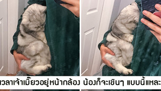 15 hình ảnh bé chó mèo xấu hổ khi bị sen chụp ảnh khiến bạn cảm thấy dễ thương không chịu nỗi
