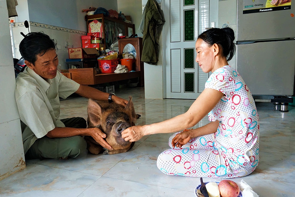 Chú heo Đẹt 'sướng nhất' miền Tây: Được ngủ quạt máy, ăn tráng miệng bằng trái cây