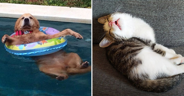 20 hình ảnh những bé động vật đáng yêu tìm ra cách giải tỏa căng thẳng và làm dịu cuộc sống bận rộn