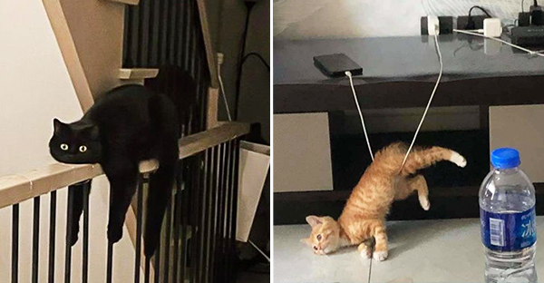  Tổng hợp những hình ảnh thú cưng cư xử vô cùng kỳ là khiến cho các sen phải bật cười