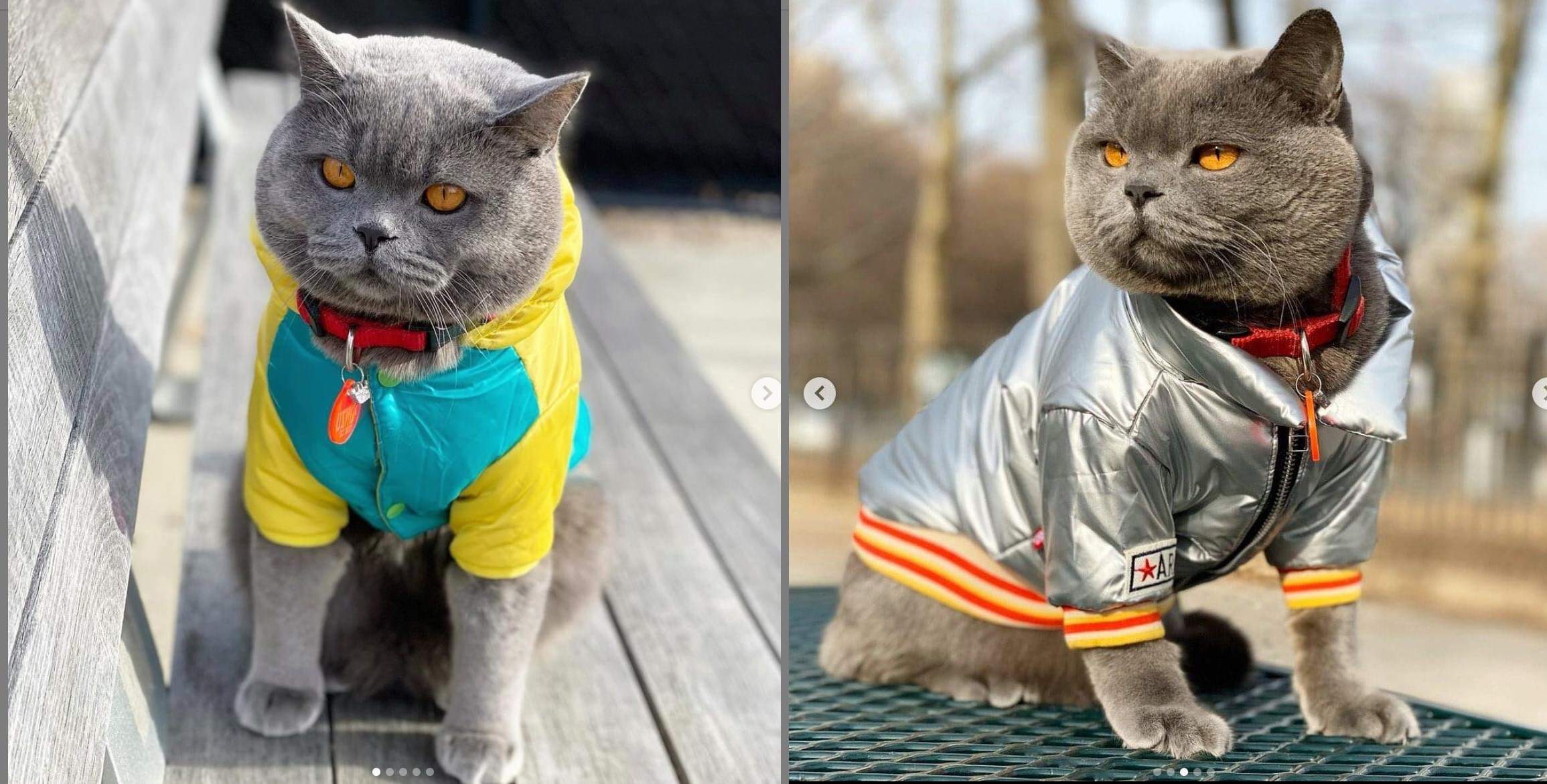 CHÚ MÈO PONZU NỔI TIẾNG TRÊN INSTAGRAM QUA ĐỜI SAU 1 VỤ ẨU ĐẢ