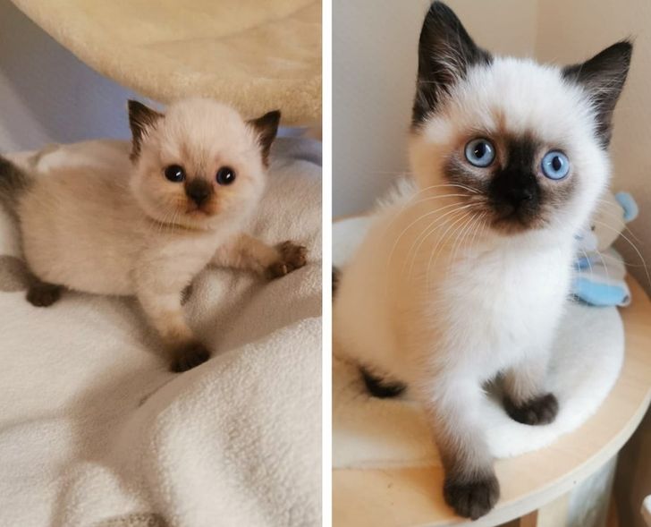 Hình ảnh khi thú cưng còn thơ bé và sau khi đã lớn khiến cho bạn phải bật cười thích thú 