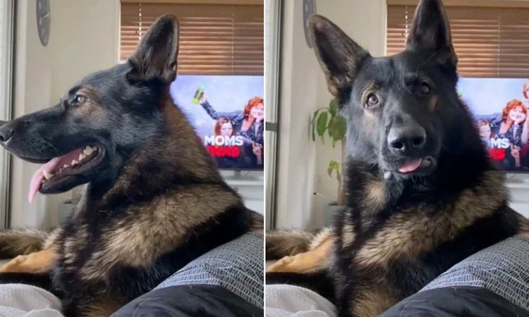 Cảnh khuyển về hưu giật mình khi nghe từ cocaine