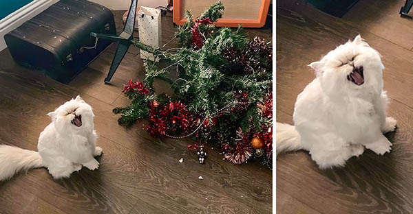 Tổng hợp những hình ảnh chứng tỏ mèo là 1 lũ kỳ quặc thích làm trò kỳ là khiến bạn bật cười